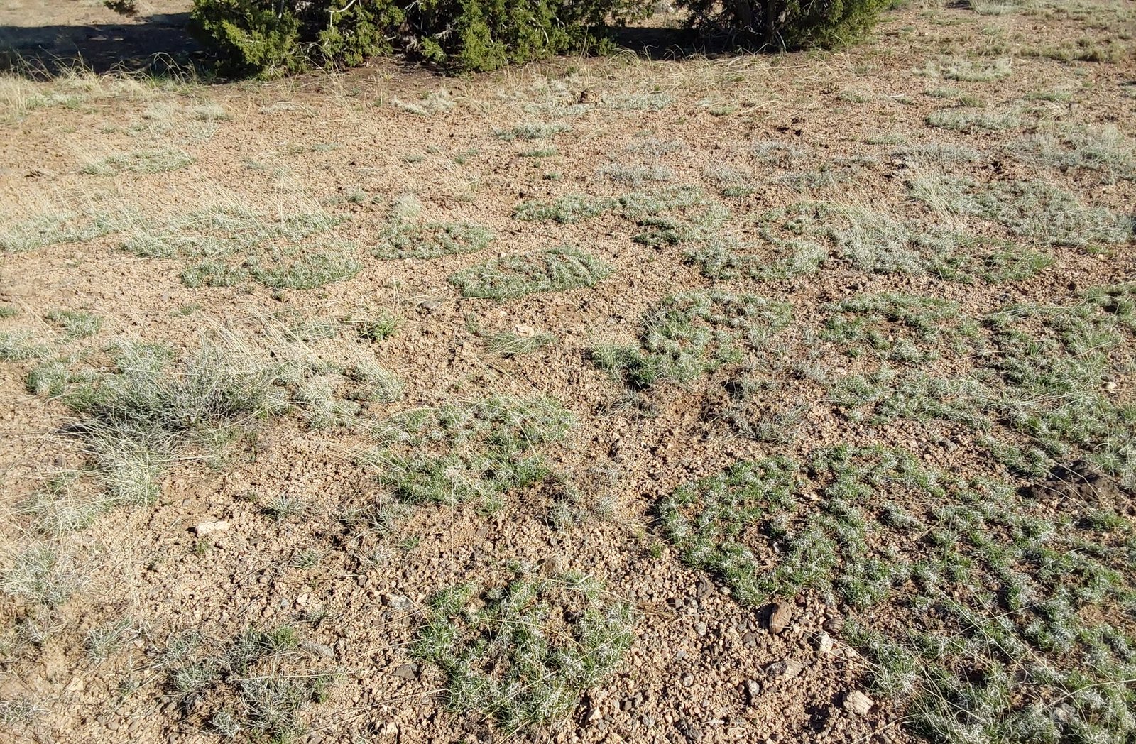 Yavapai County Arizona raw land pond creek juniper trees